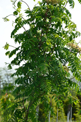    Golden-Wonder (Sorbus arnoldiana 'Golden Wonder' 